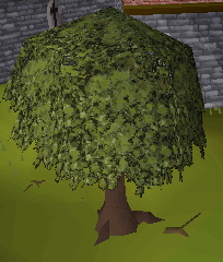 oak.jpg