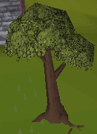 tree.jpg